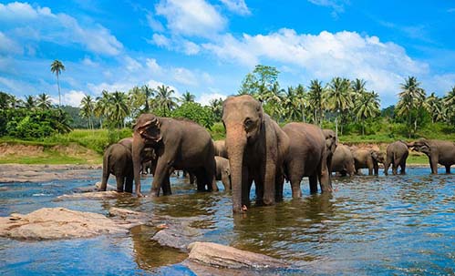 Pinnawala Elephant Orphanage
