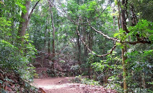 Udawattekele Sanctuary