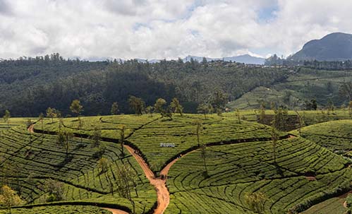 Pedro Tea Estate